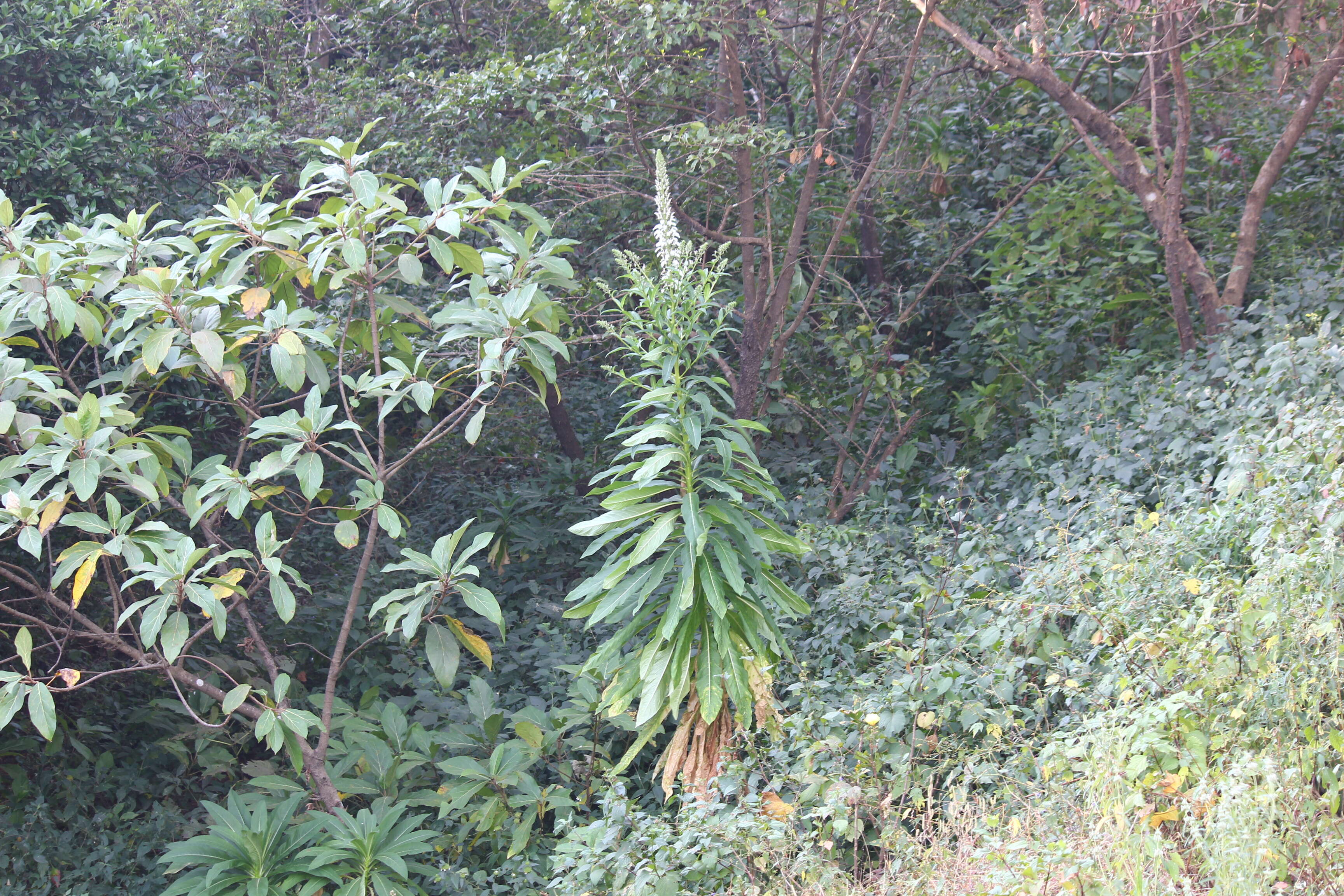 Image de Lobelia nicotianifolia Roth