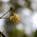 Sivun Actinodaphne quinqueflora (Dennst.) M. R. Almeida & S. M. Almeida kuva