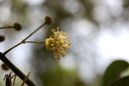 Image de Actinodaphne quinqueflora (Dennst.) M. R. Almeida & S. M. Almeida