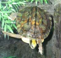 Image of Asian box turtle