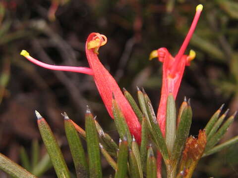 Image of Grevillea huegelii Meissner