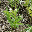 Sivun Smilacina stellata kuva