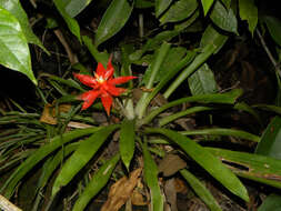 Image of tufted airplant