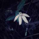 Imagem de Caladenia carnea R. Br.