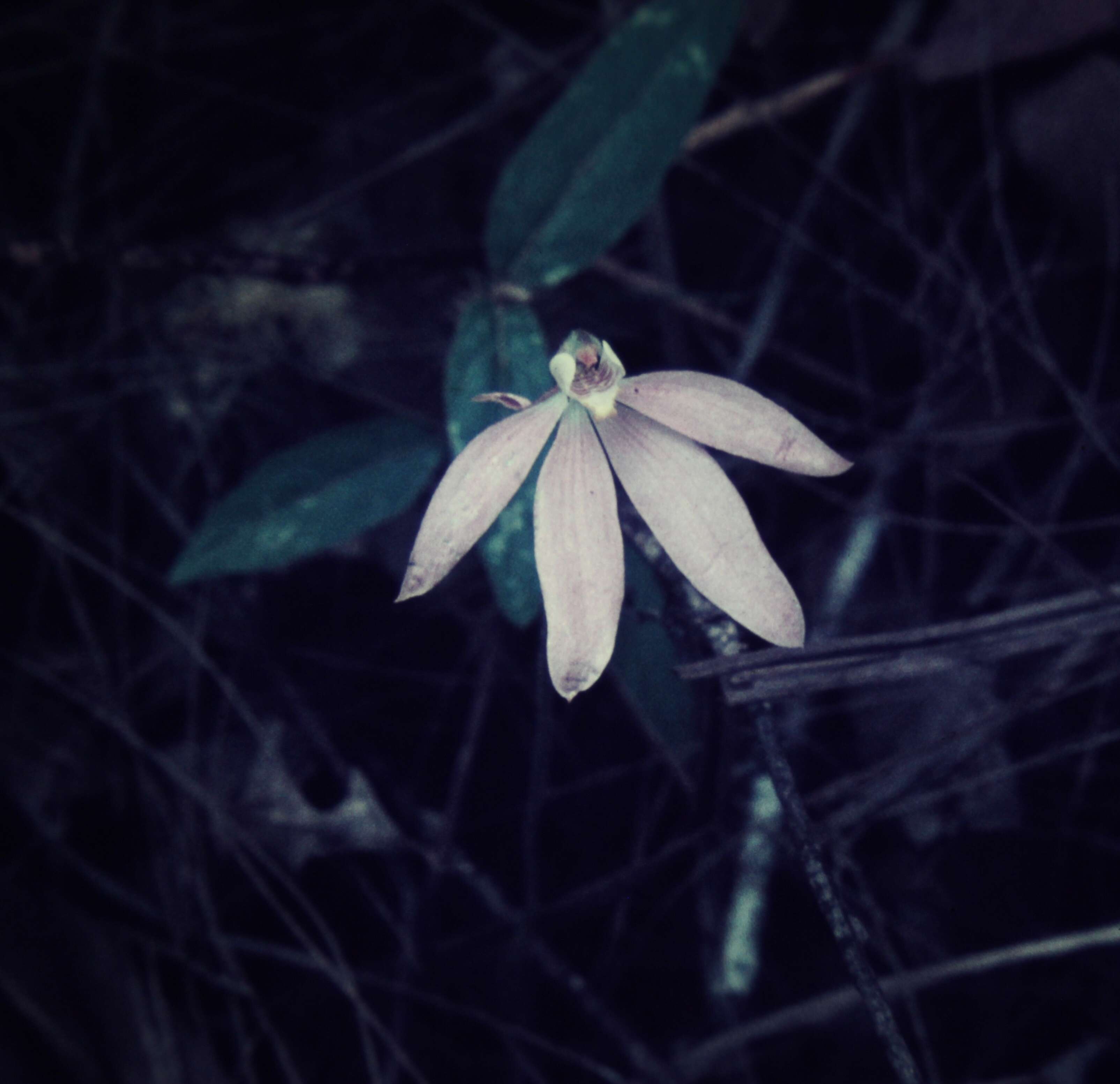 Image of Pink fingers orchid