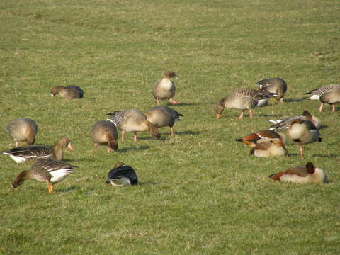 Image of Egyptian Goose