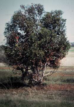 Imagem de Eucalyptus lehmannii (Schauer) Benth.