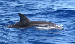 Image of Blue-white Dolphin