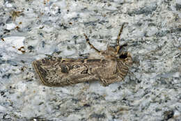 Image of Agrotis crassa Hübner