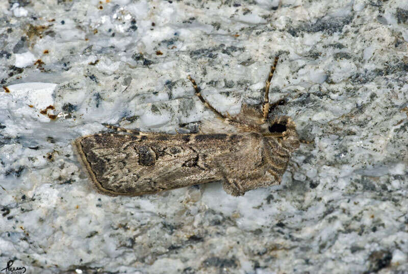 Image of Agrotis crassa Hübner