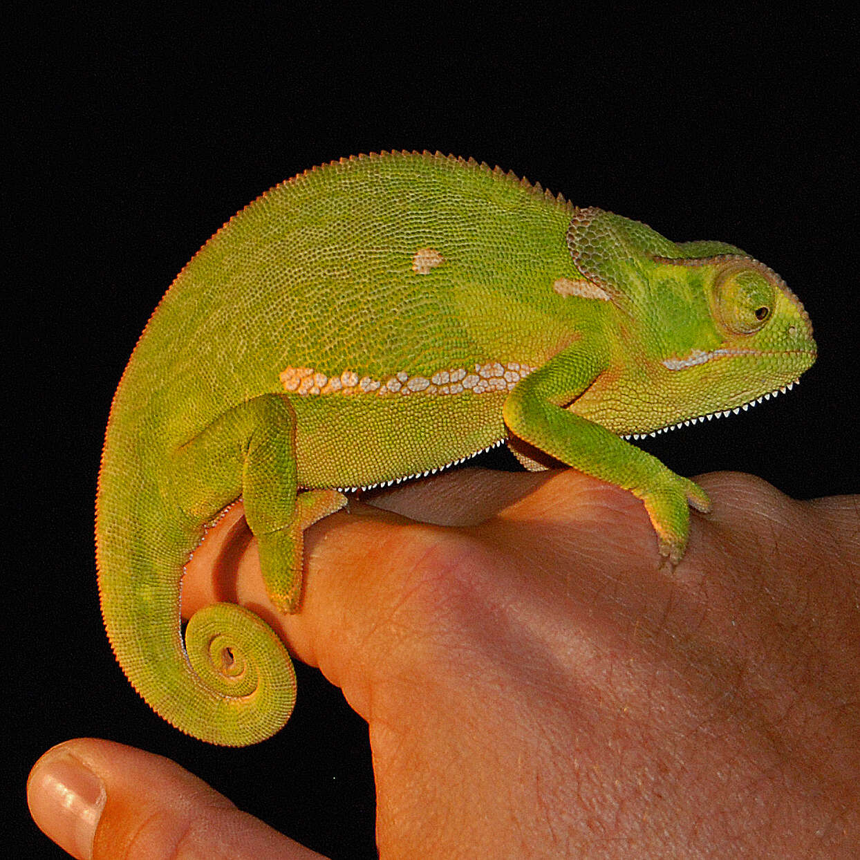 Image of chameleons