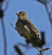 Image de Moucherolle de Coues