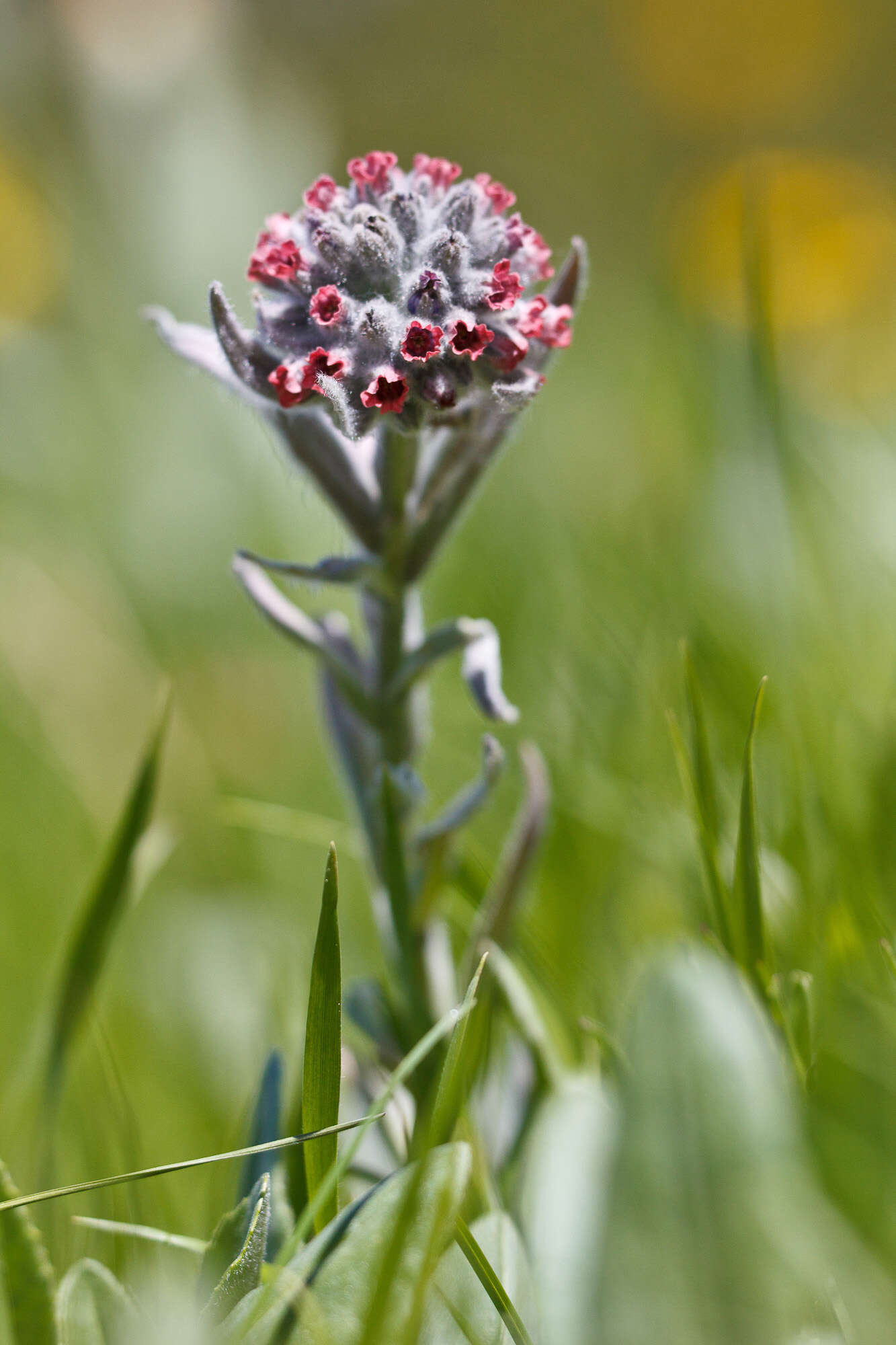 Cynoglossum magellense Ten.的圖片