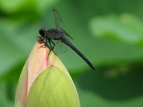 Libellula Linnaeus 1758 resmi