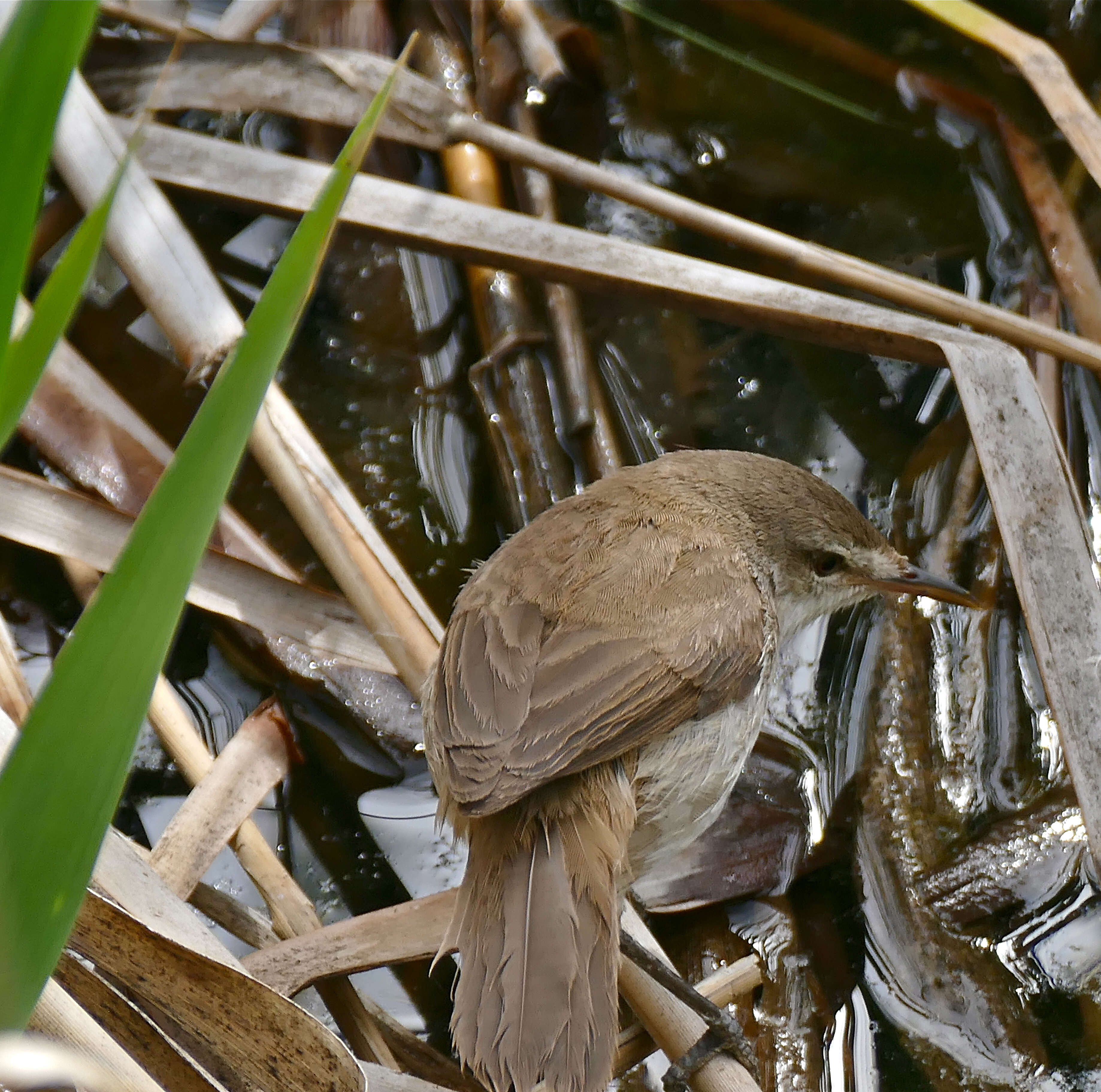 Image of Lesser Swamp Warbler