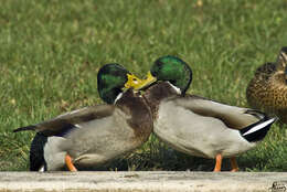 Image of Common Mallard