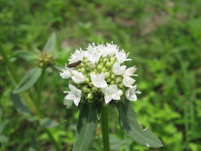 Image of shrubby false buttonweed