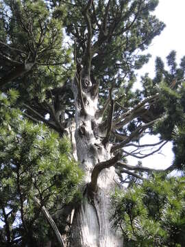 Image of umbrella-pine family