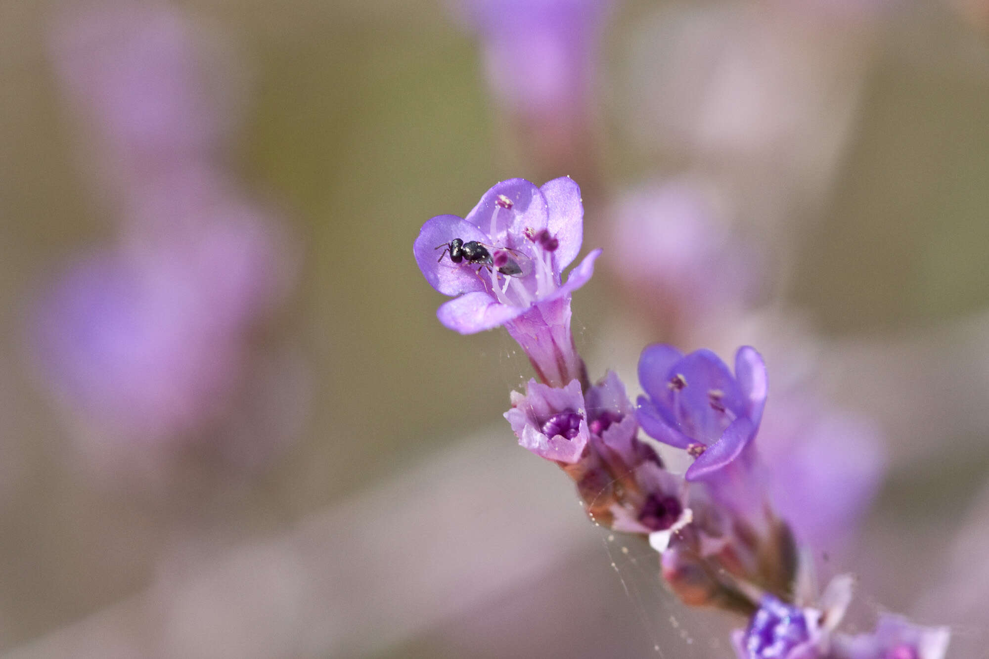 Image of Limonium narbonense Miller