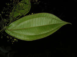 Image of Conostegia dissitiflora (Almeda) Kriebel