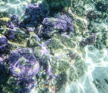 Image of Montipora faveolata