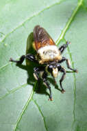 Image of Laphria thoracica Fabricius 1805