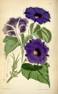 Ipomoea nil (L.) Roth resmi