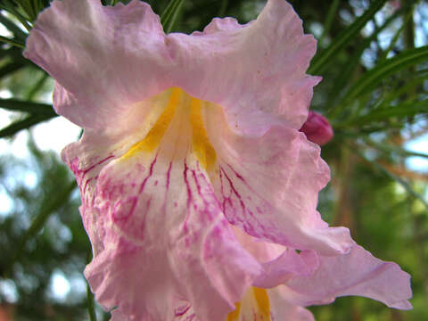 Image of desert willow