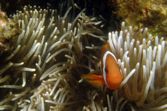 Image of Blackback anemonefish