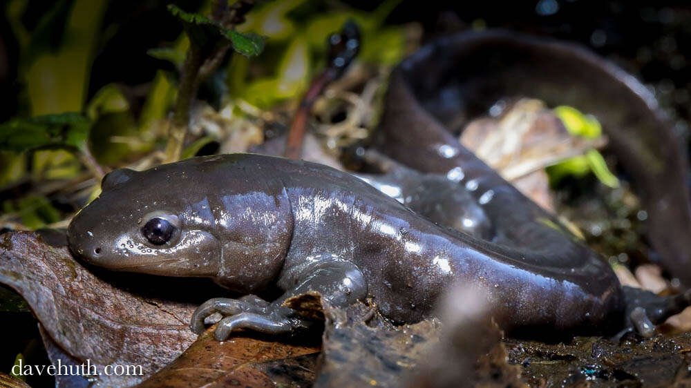 Image of mole salamanders