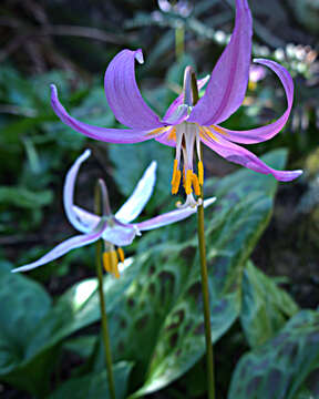 Image of mahogany fawnlily