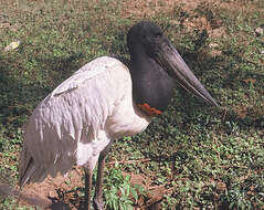 Image of Jabiru Hellmayr 1906