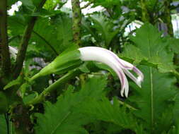 Imagem de Cyanea lobata subsp. lobata