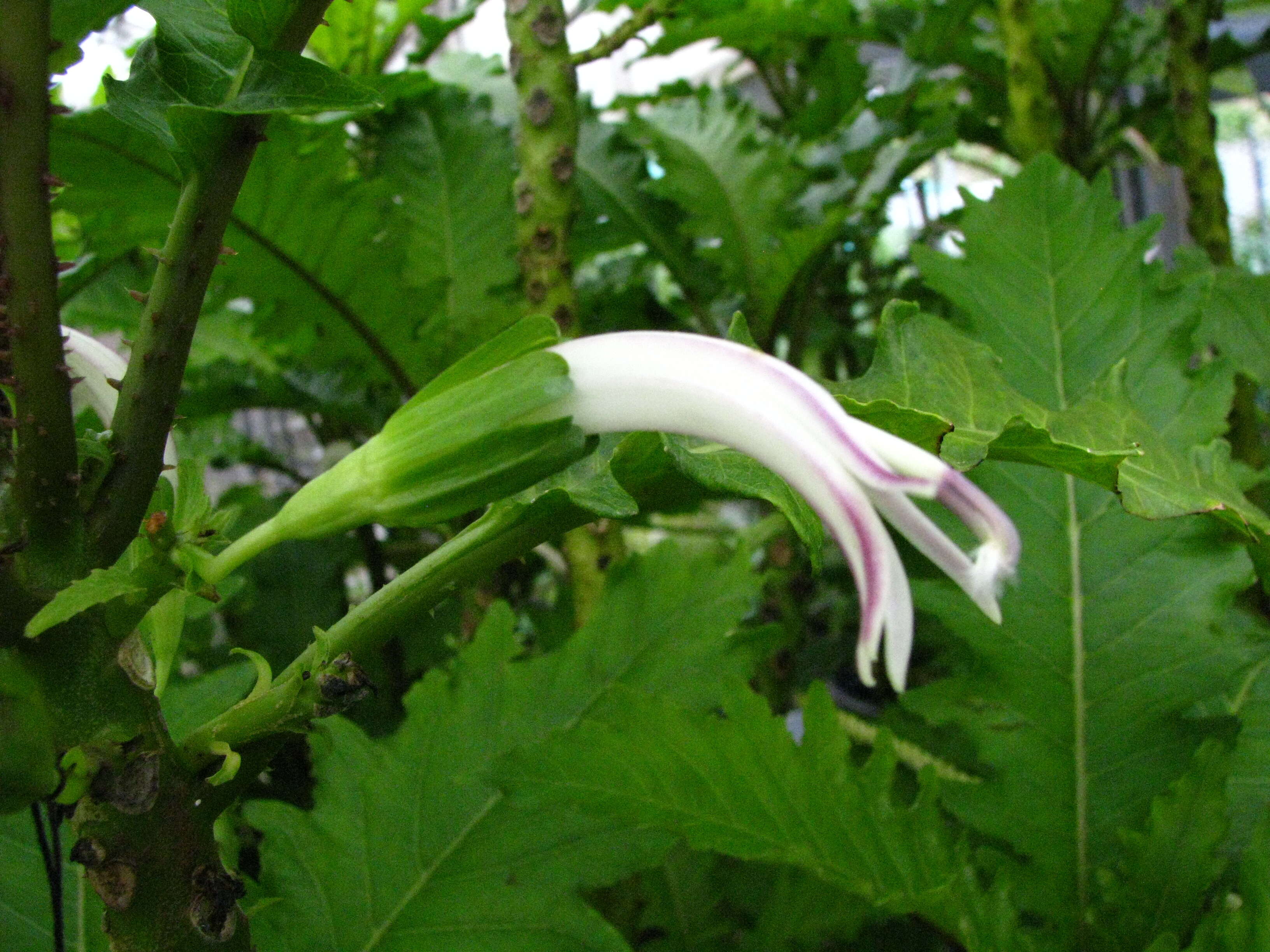 Image of Waihee Valley cyanea