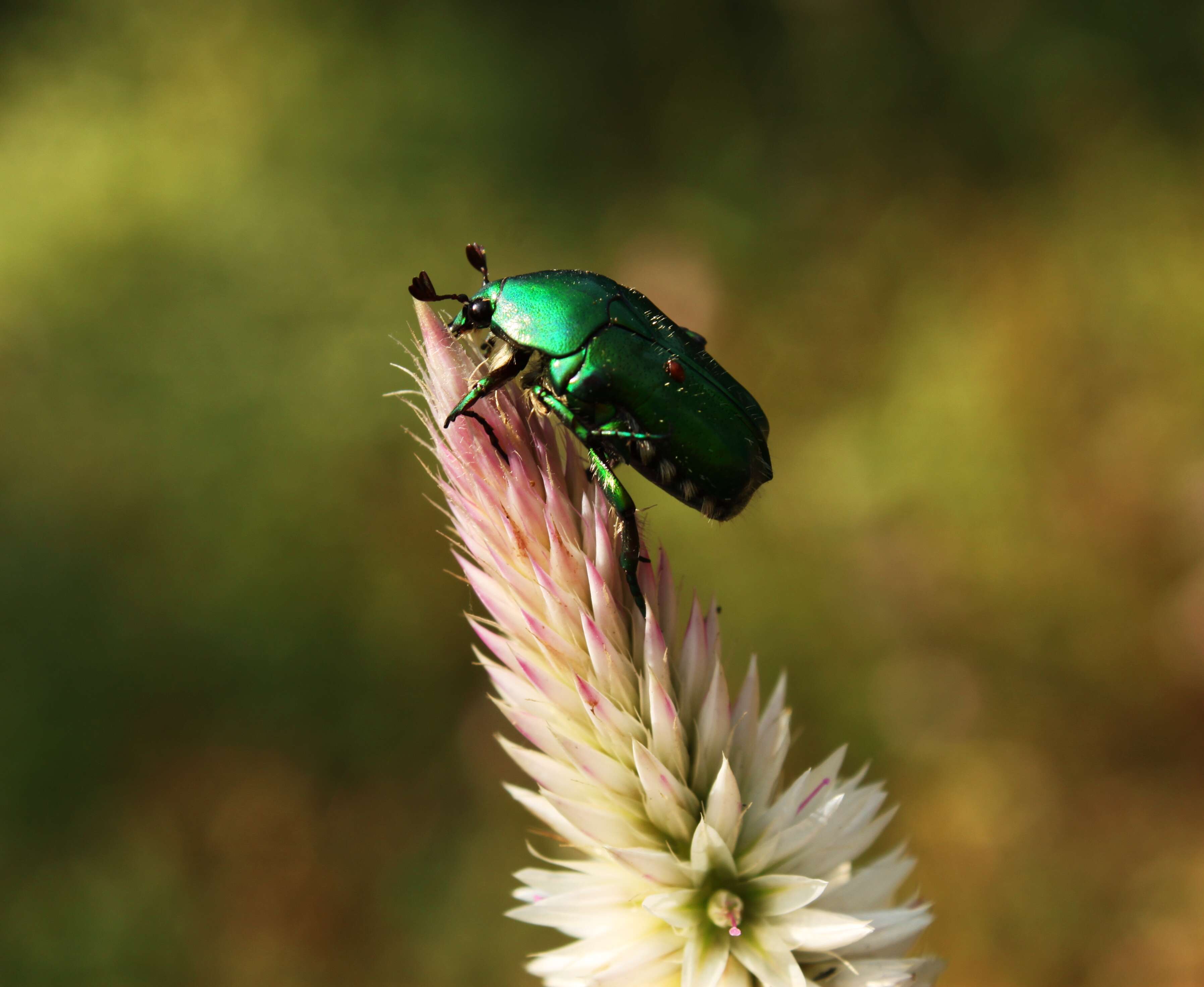 Image of Euarthropoda