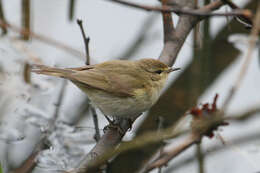 Image of Phylloscopidae