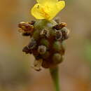 Image of Richard's yelloweyed grass