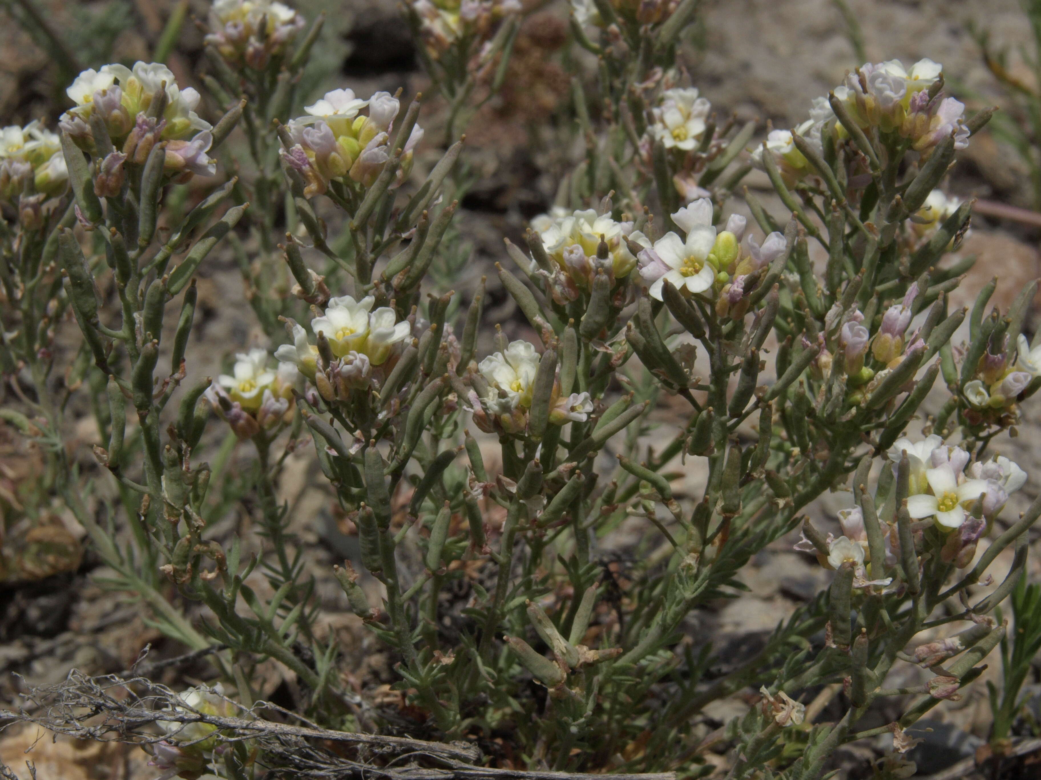 Imagem de Polyctenium fremontii (S. Watson) Greene