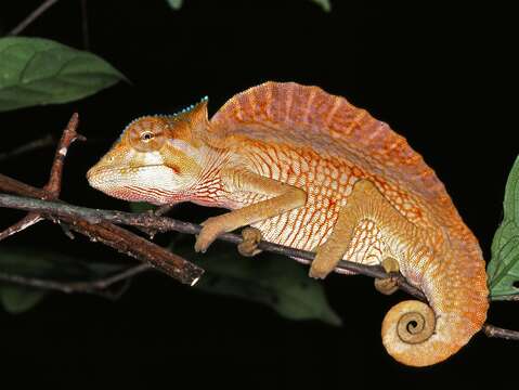 Image de Caméléon à crêté