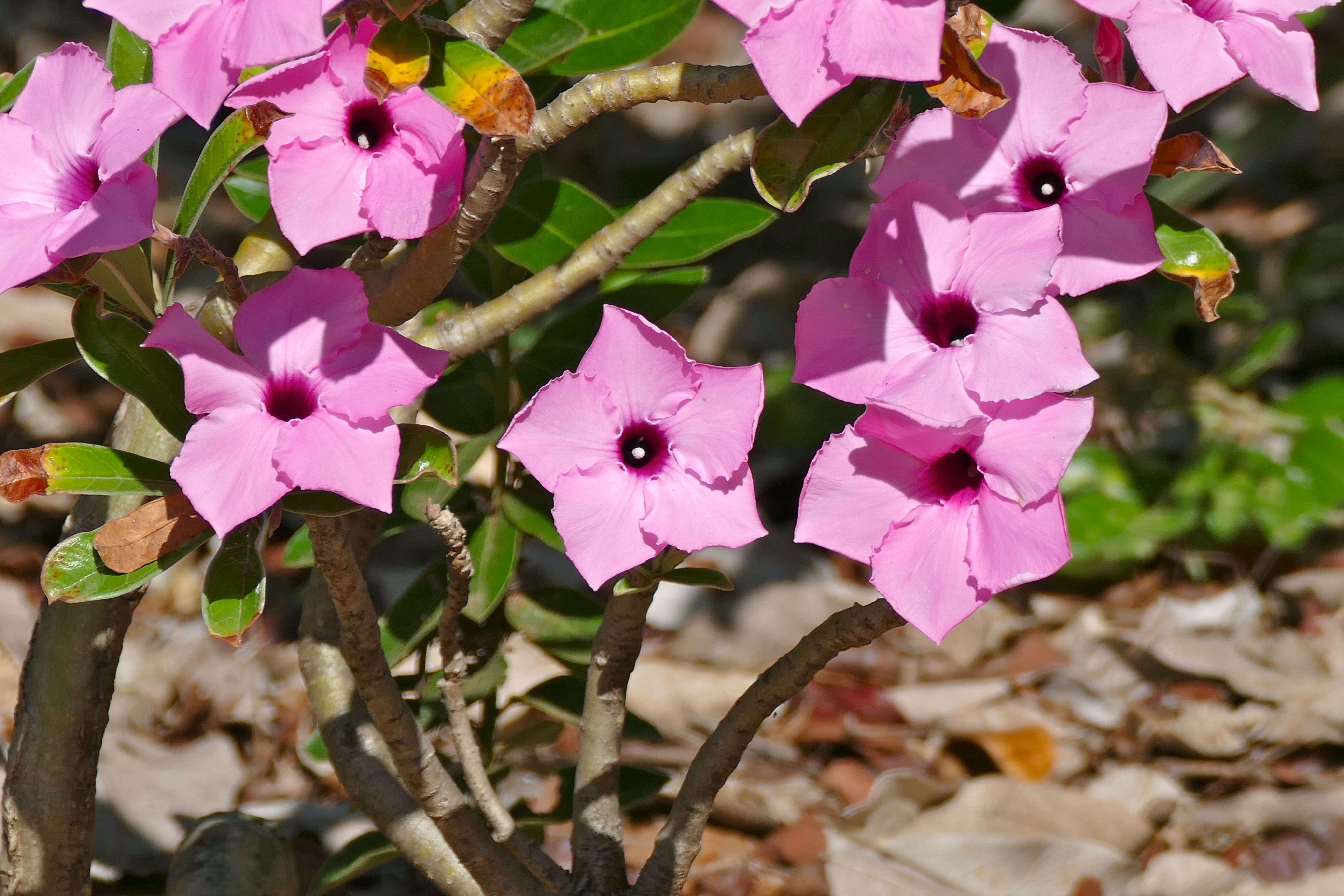 Image of desert rose