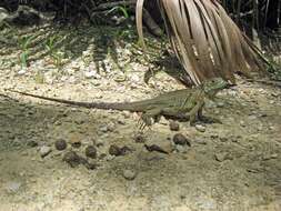 Image of Ground Iguanas