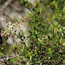 Image of Bursaria spinosa subsp. lasiophylla (E. M. Benn.) L. W Cayzer, M. D. Crisp & I. R. H. Telford