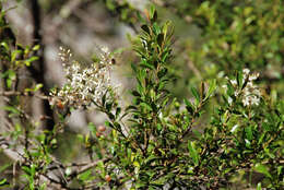 Image of Bursaria spinosa subsp. lasiophylla (E. M. Benn.) L. W Cayzer, M. D. Crisp & I. R. H. Telford