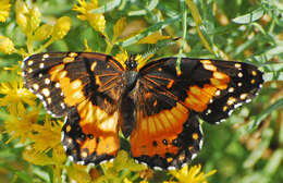 Image of Bordered Patch