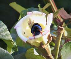 صورة Cyanerpes Oberholser 1899