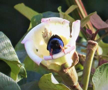 Image of Honeycreeper