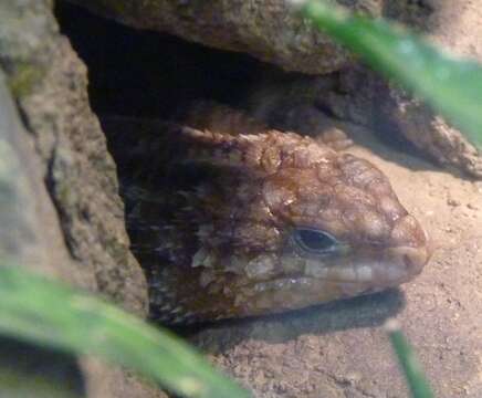 Image of Hosmer's Spiny-tailed Skink