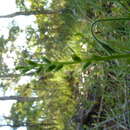 Image of Common onion orchid