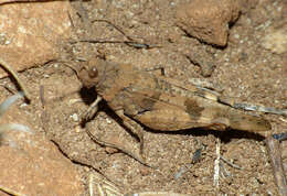 Image of blue-winged grasshopper