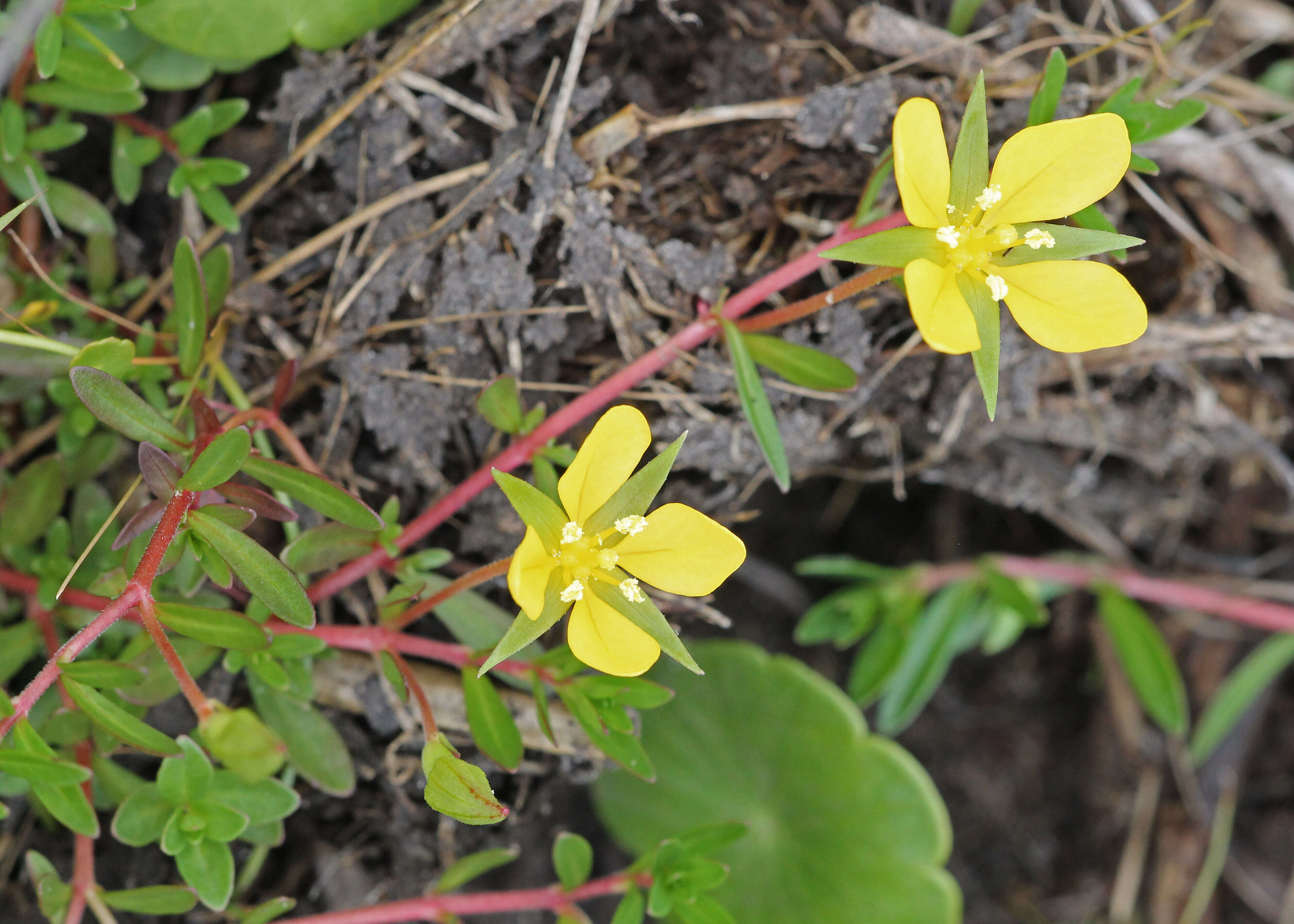 صورة Ludwigia arcuata Walt.